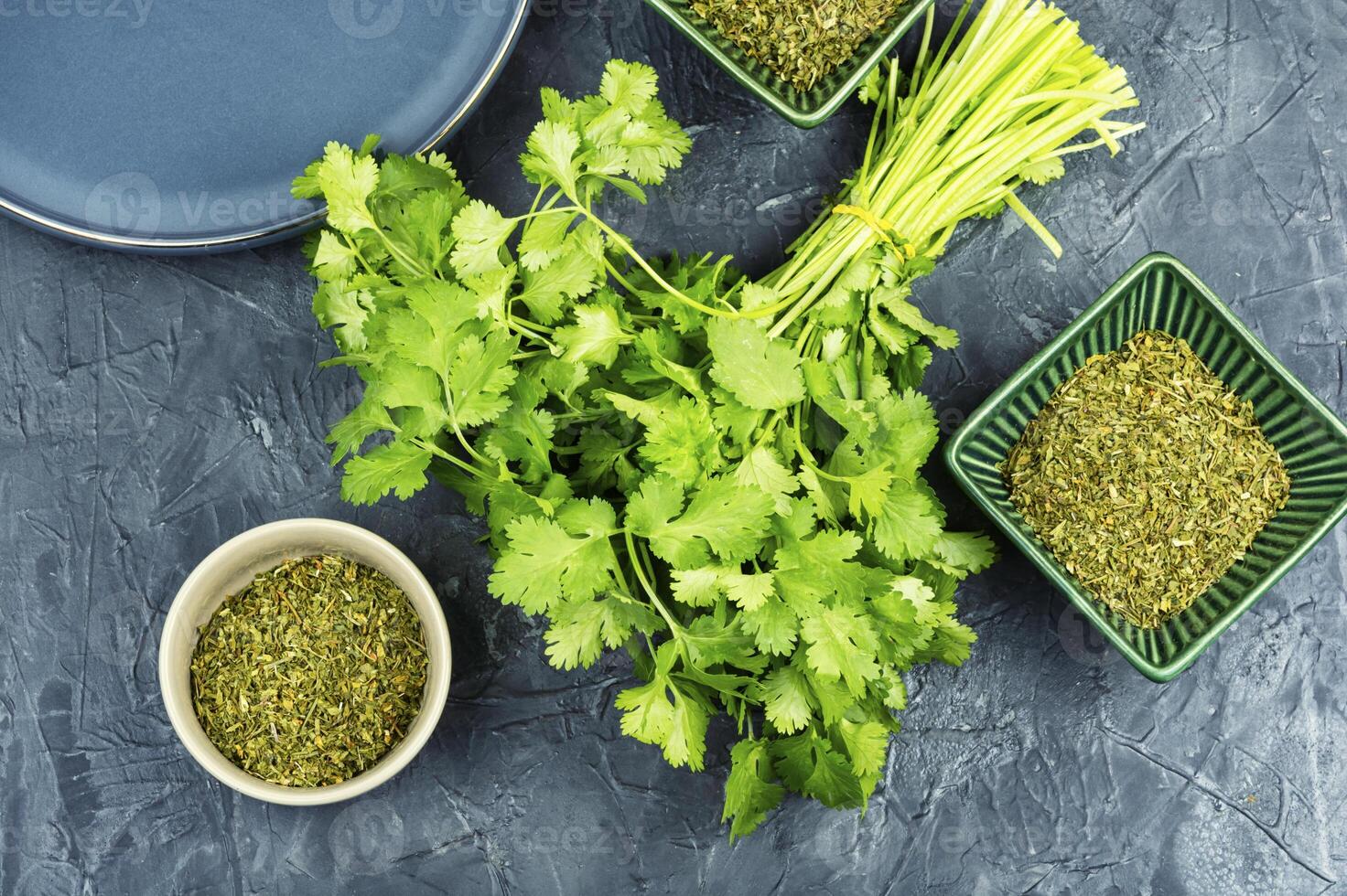 Fresh and dry coriander cilantro. photo