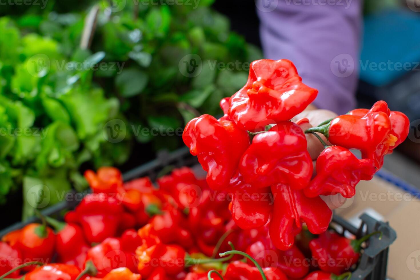 Red bell pepper on a background of greenery. photo