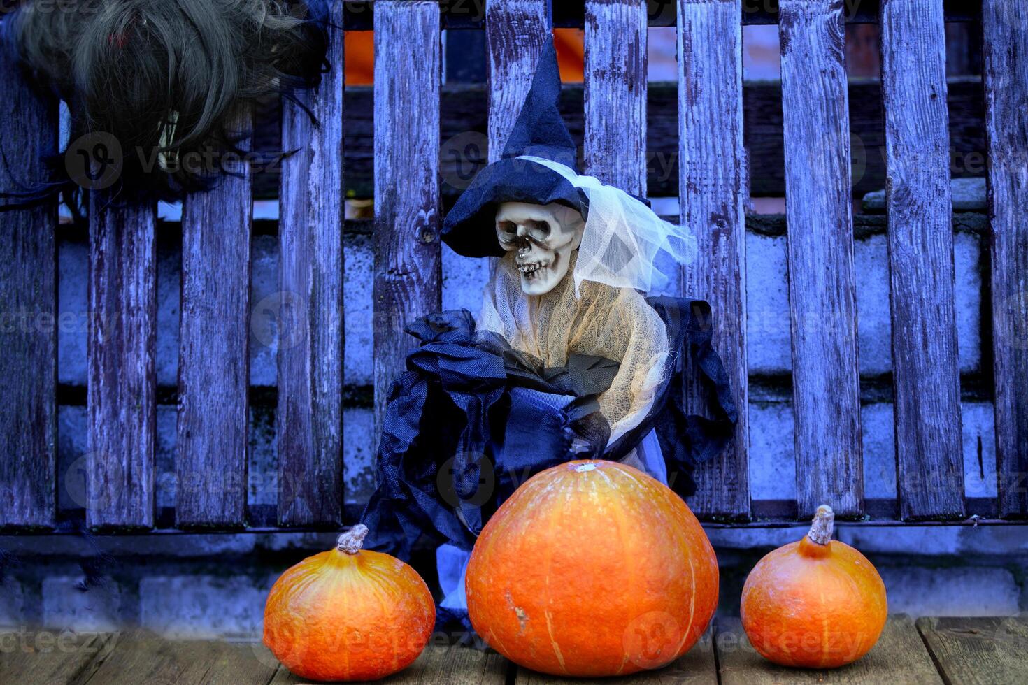 A Halloween skeleton poses with three yellow pumpkins on a creepy wooden background. photo
