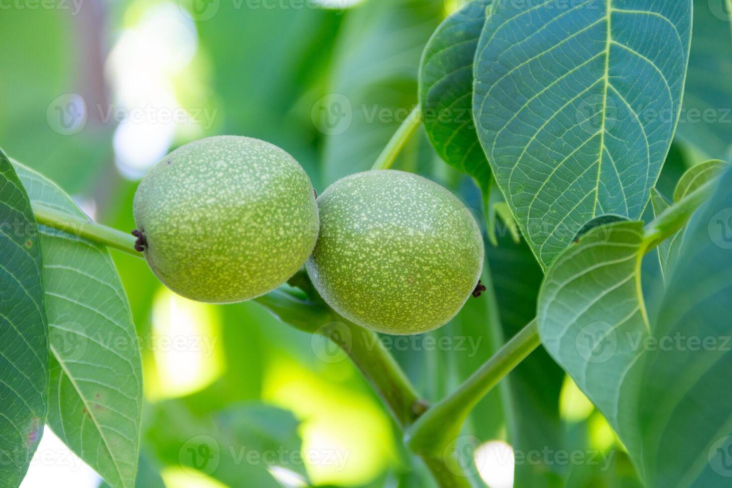 Detail of nuts on the tree branch photo