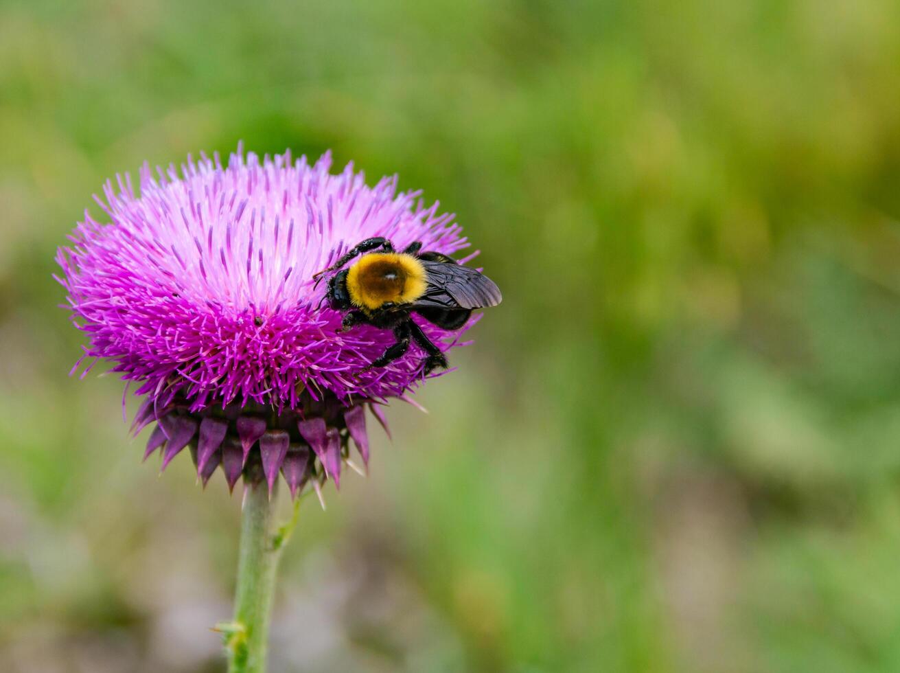 a bumblebee on a wild thistle flower photo