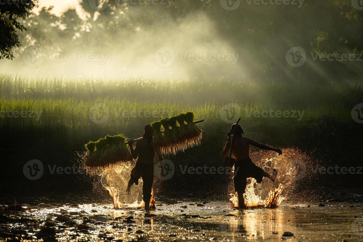 On the morning with golden sunlight in the rice fields in rural Thailand, Farmers and their lifestyle of rice farming based on the seasons photo