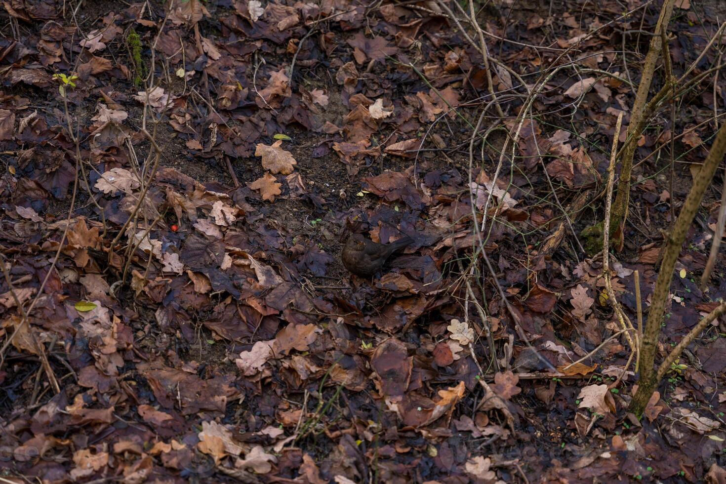 A camouflaged female Blackbird Turdus merula blends in with autumn leaves in a Czech forest floor photo
