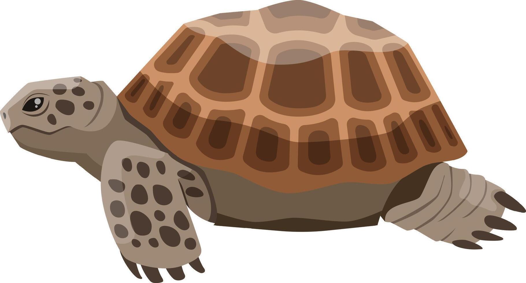Russian tortoise walking gracefully, revealing its stunning patterned shell in a clean, isolated illustration. Showcasing the beauty of this resilient reptile in nature vector