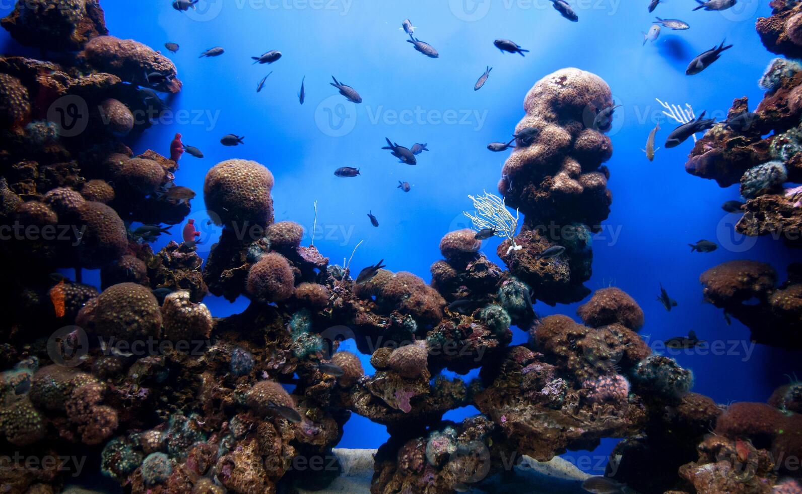 An aquarium with many different types of fish photo