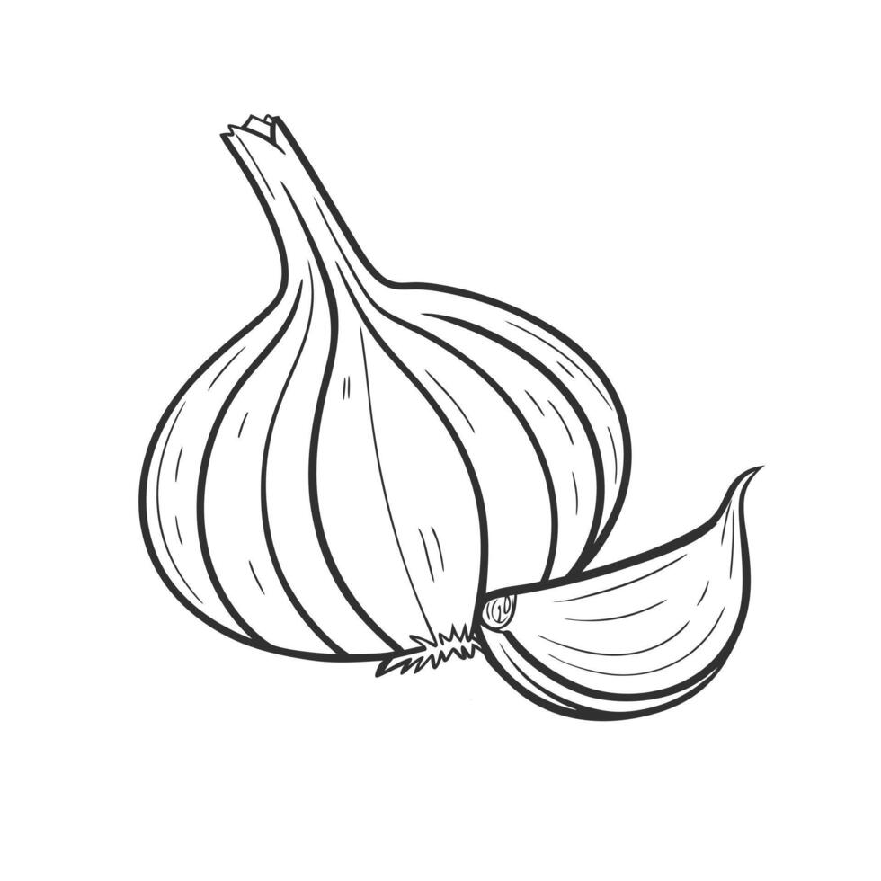 Hand drawn illustration of a garlic. Illustration of garlic bulb and clove. Vegetable sketch. vector