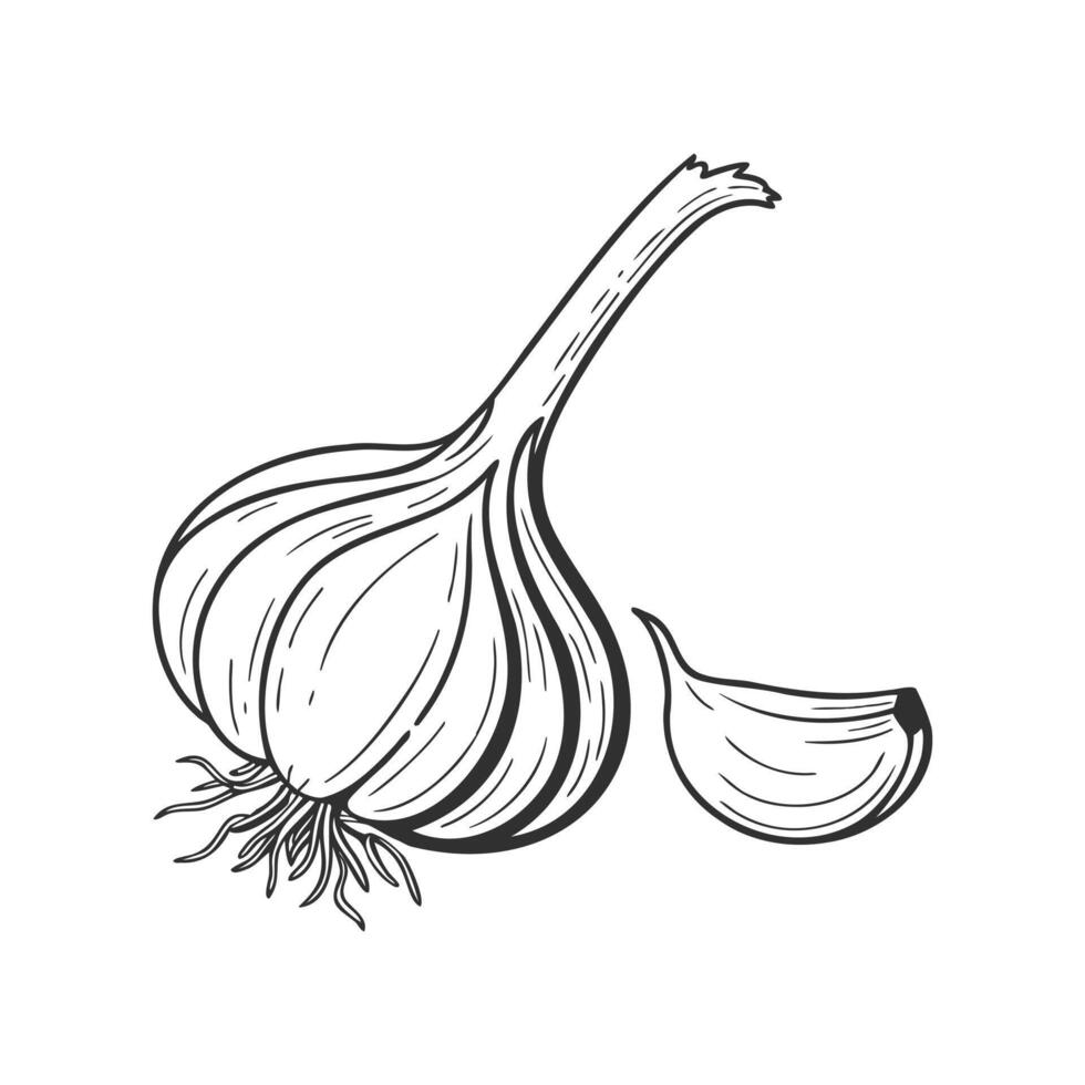 Illustration of garlic bulb and clove. Vegetable sketch. vector