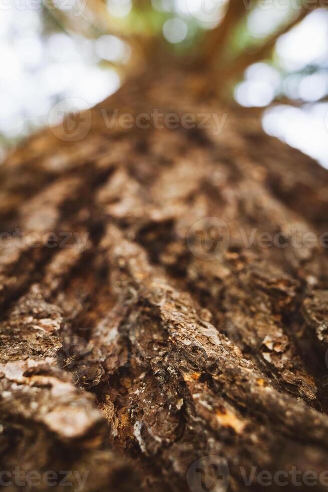 A close up view of the bark of a tree photo