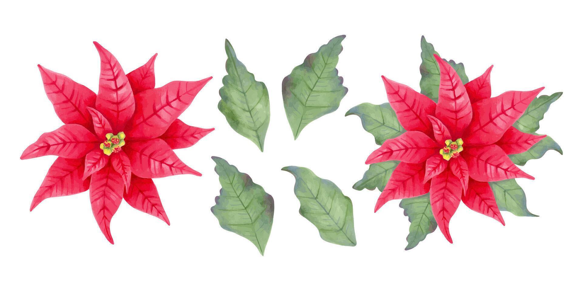 Christmas star poinsettia, red flower with and without leaves. Botanical clipart. Illustration with watercolor and marker. Hand drawn isolated art. Festive design for Christmas and New Year vector