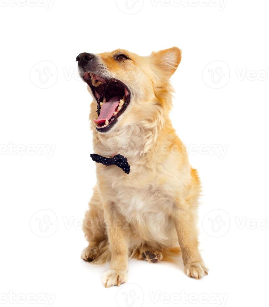 A dog with its mouth open and its tongue out photo