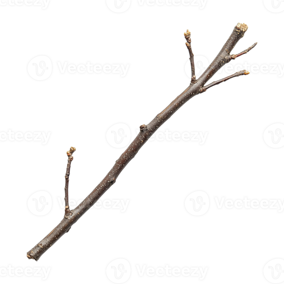 A twig with leaves on it is shown png