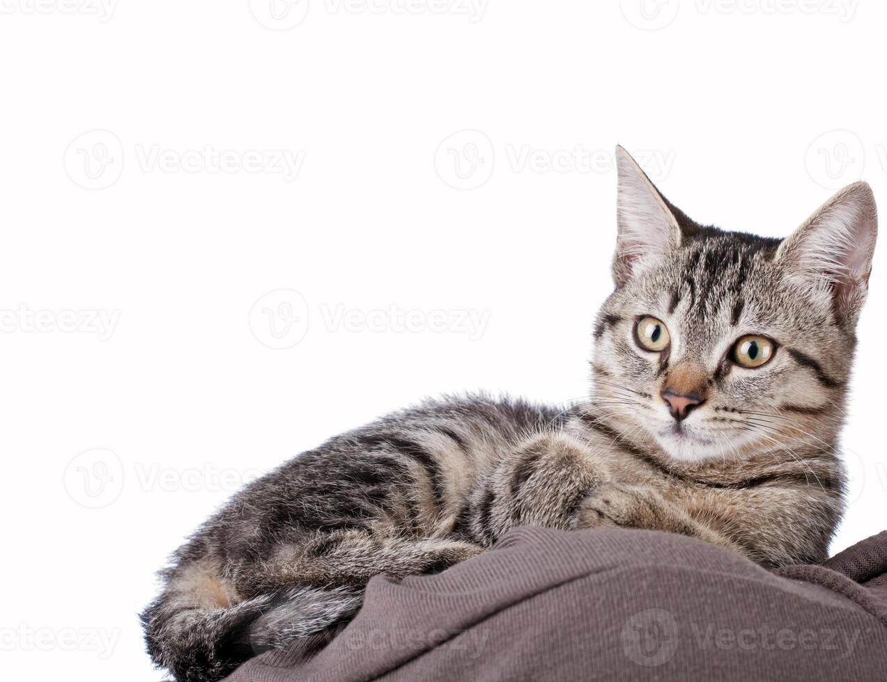 A cat is sitting on top of a blanket photo