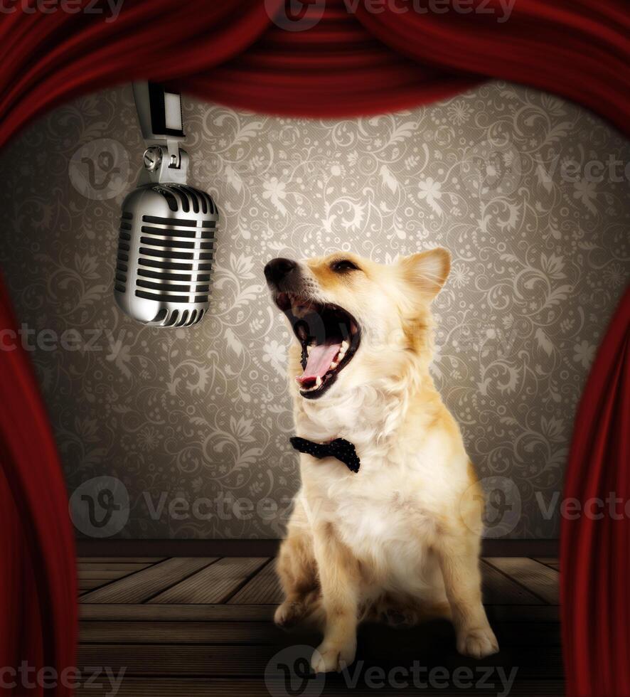 A dog is sitting in front of a microphone and is singing photo
