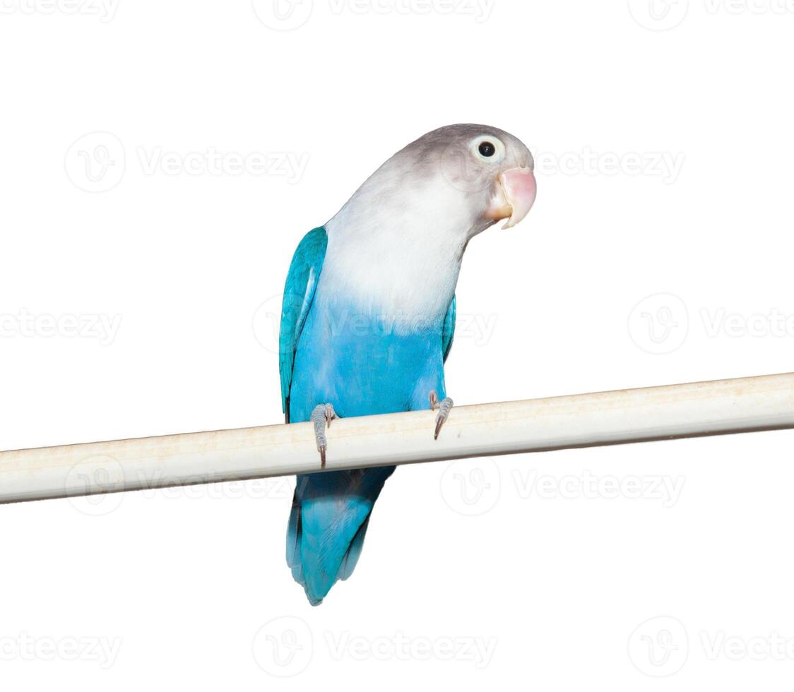 A blue and white bird sitting on a white pole photo
