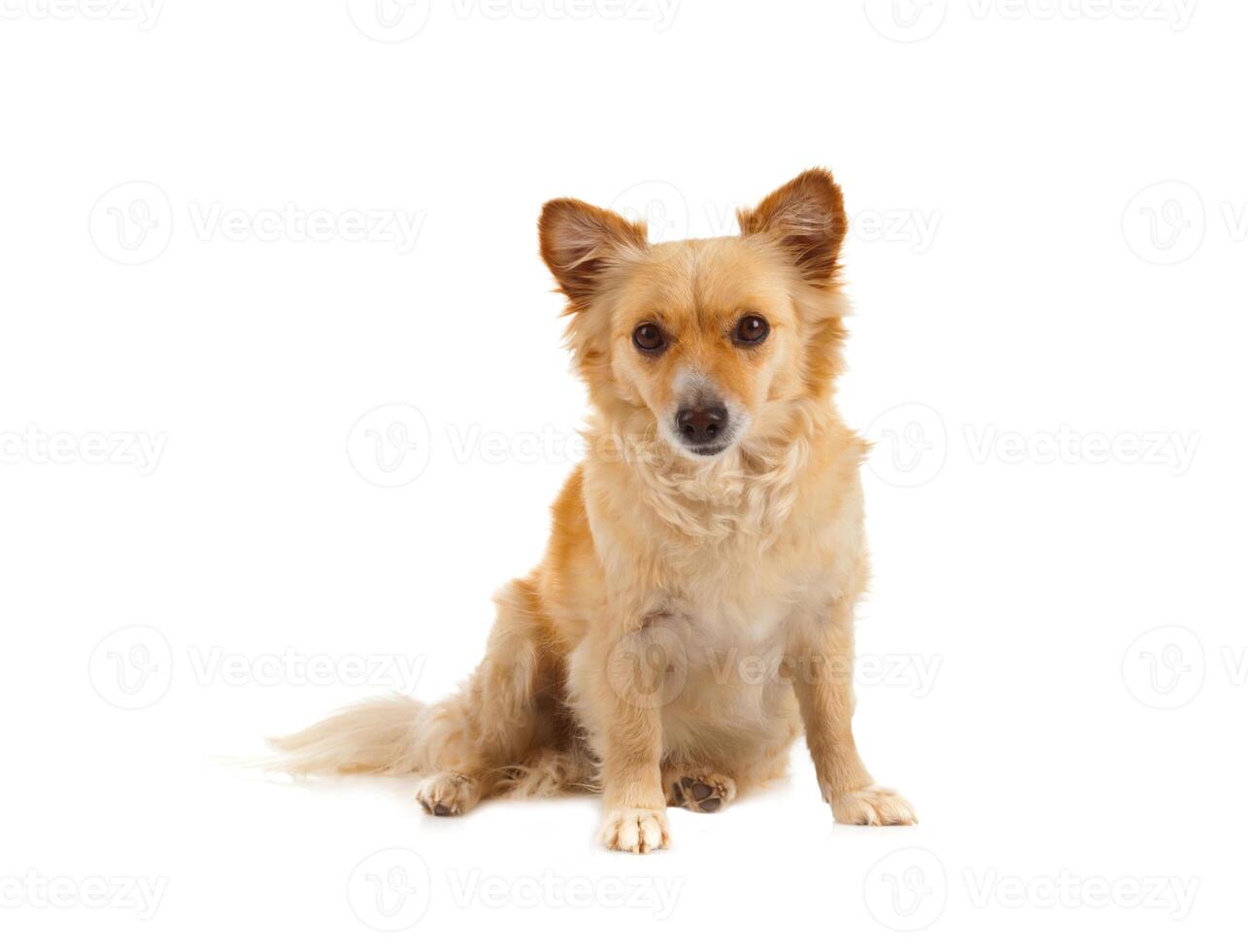 A dog sitting on a white background photo