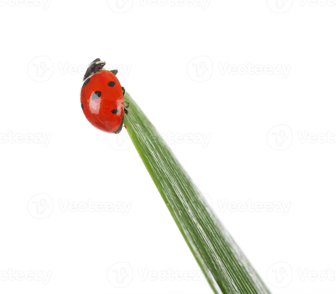 A ladybug on top of a green blade of grass photo