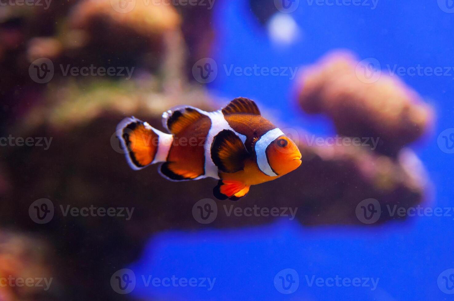 Clown fish in aquarium water photo