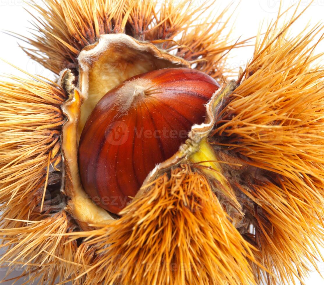 A nut is open and showing the inside photo