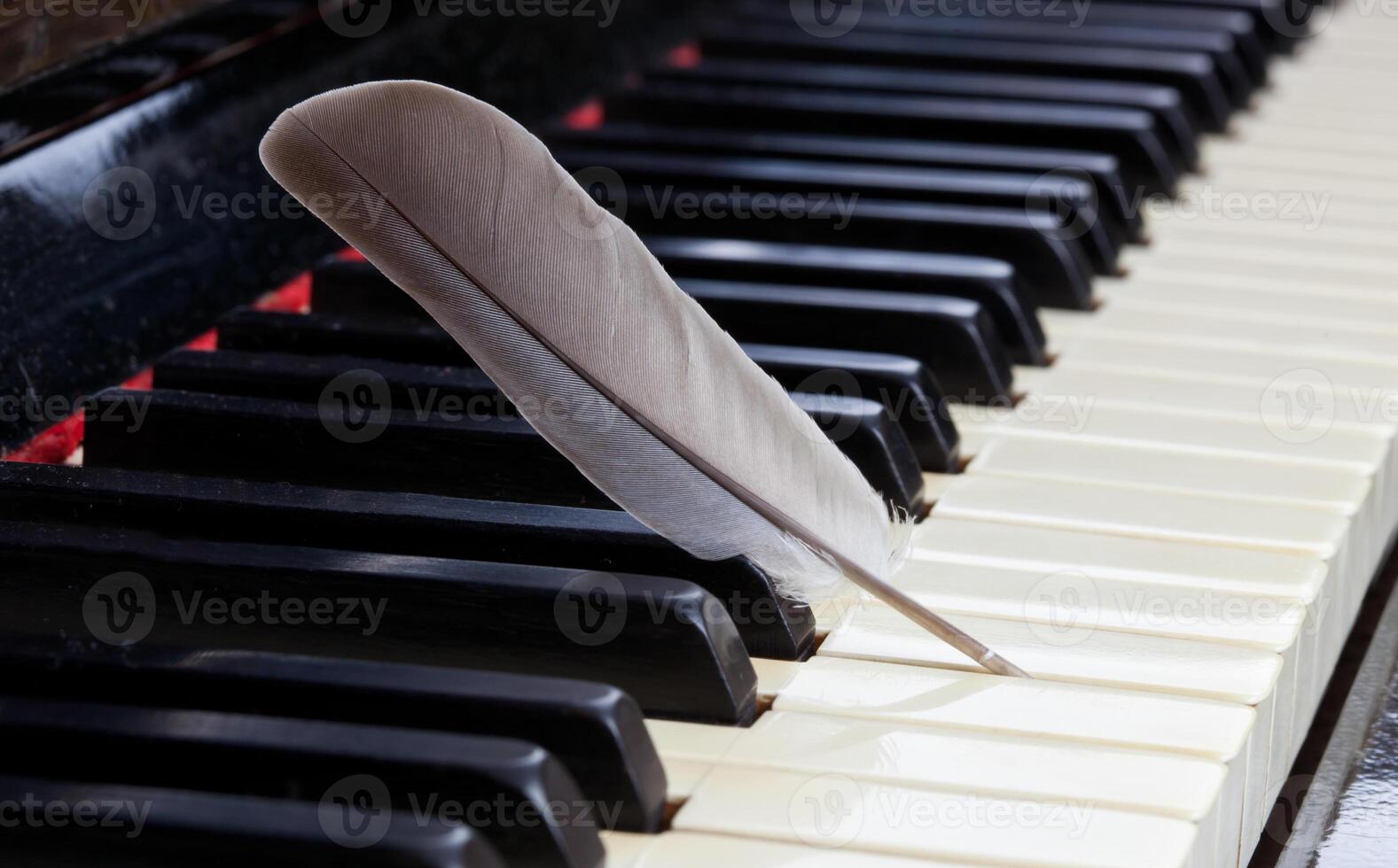 A feather on a piano keyboard photo