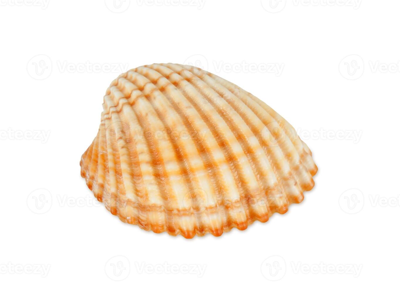 One shell isolated on white photo