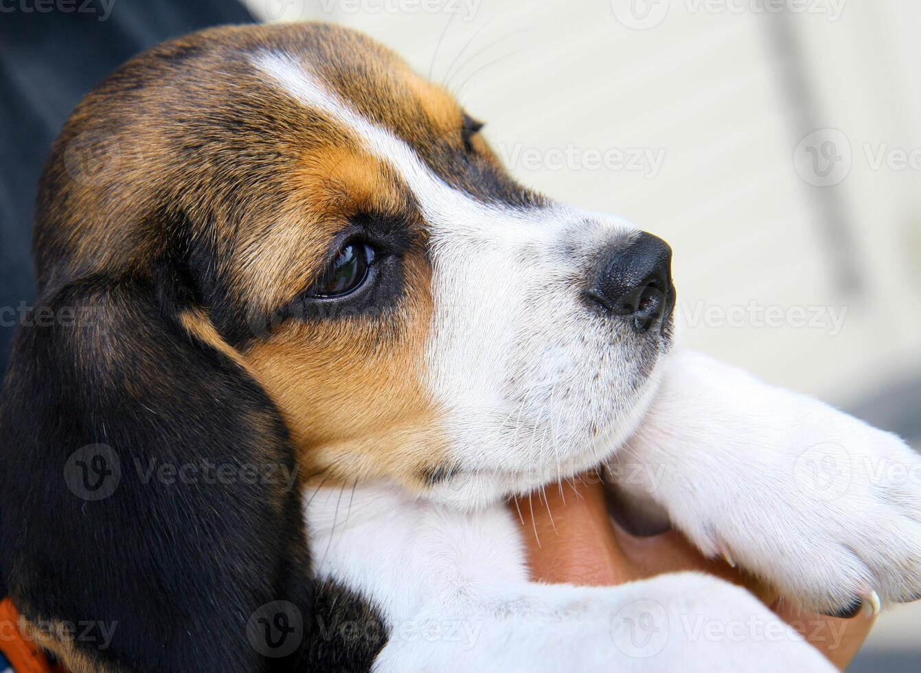 Portrait of cute Beagle puppy photo
