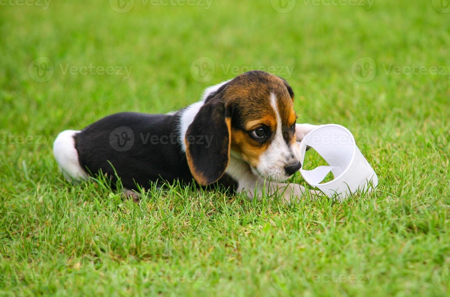 Cute Beagle puppy photo