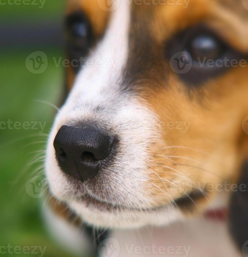Nose of cute Beagle puppy photo
