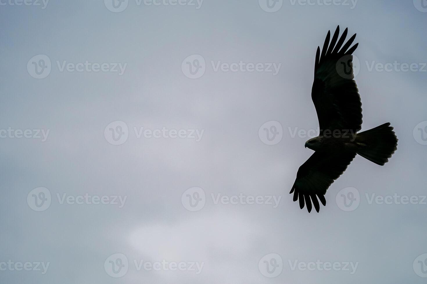 A black kite flying in the sky photo