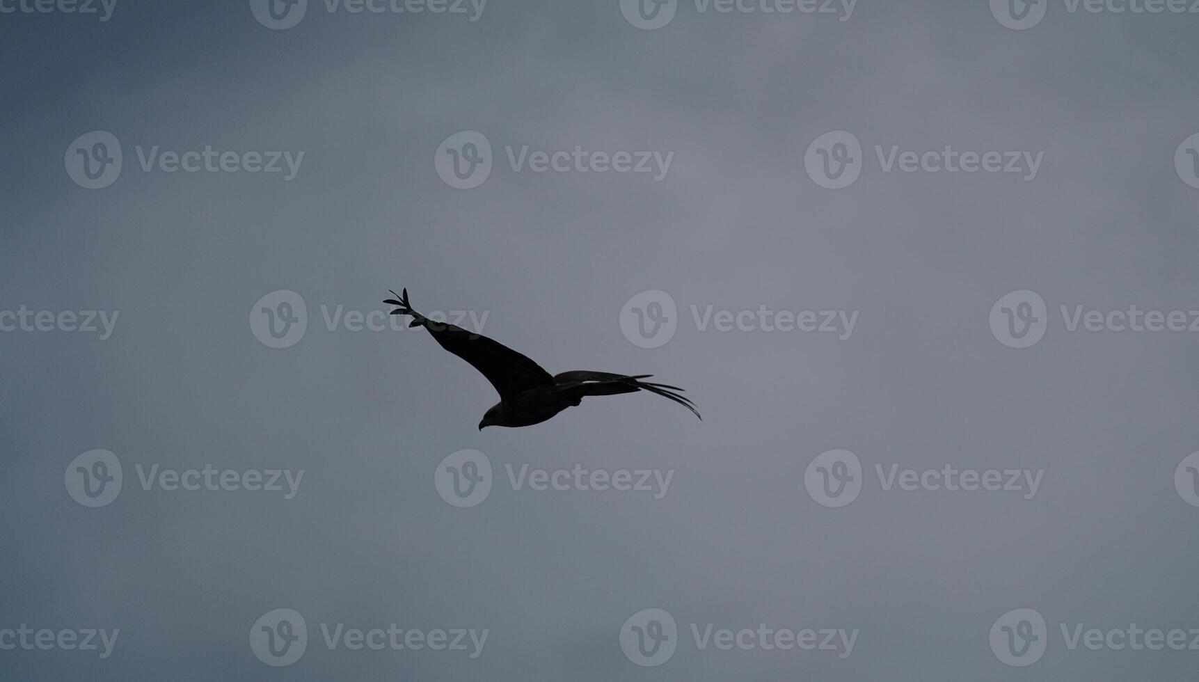 A bird flying in the sky photo