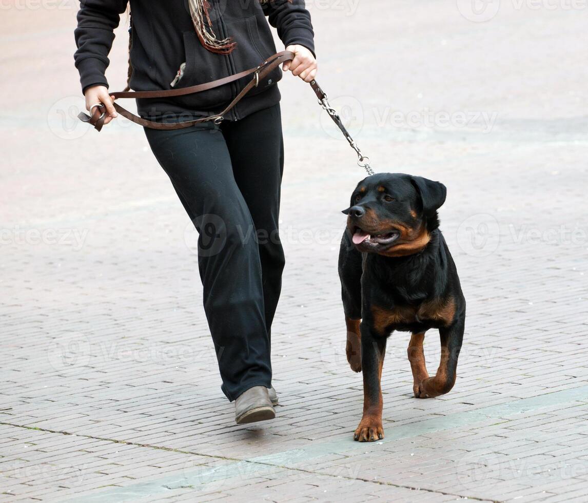 Rottweiler and master walk with a leash photo