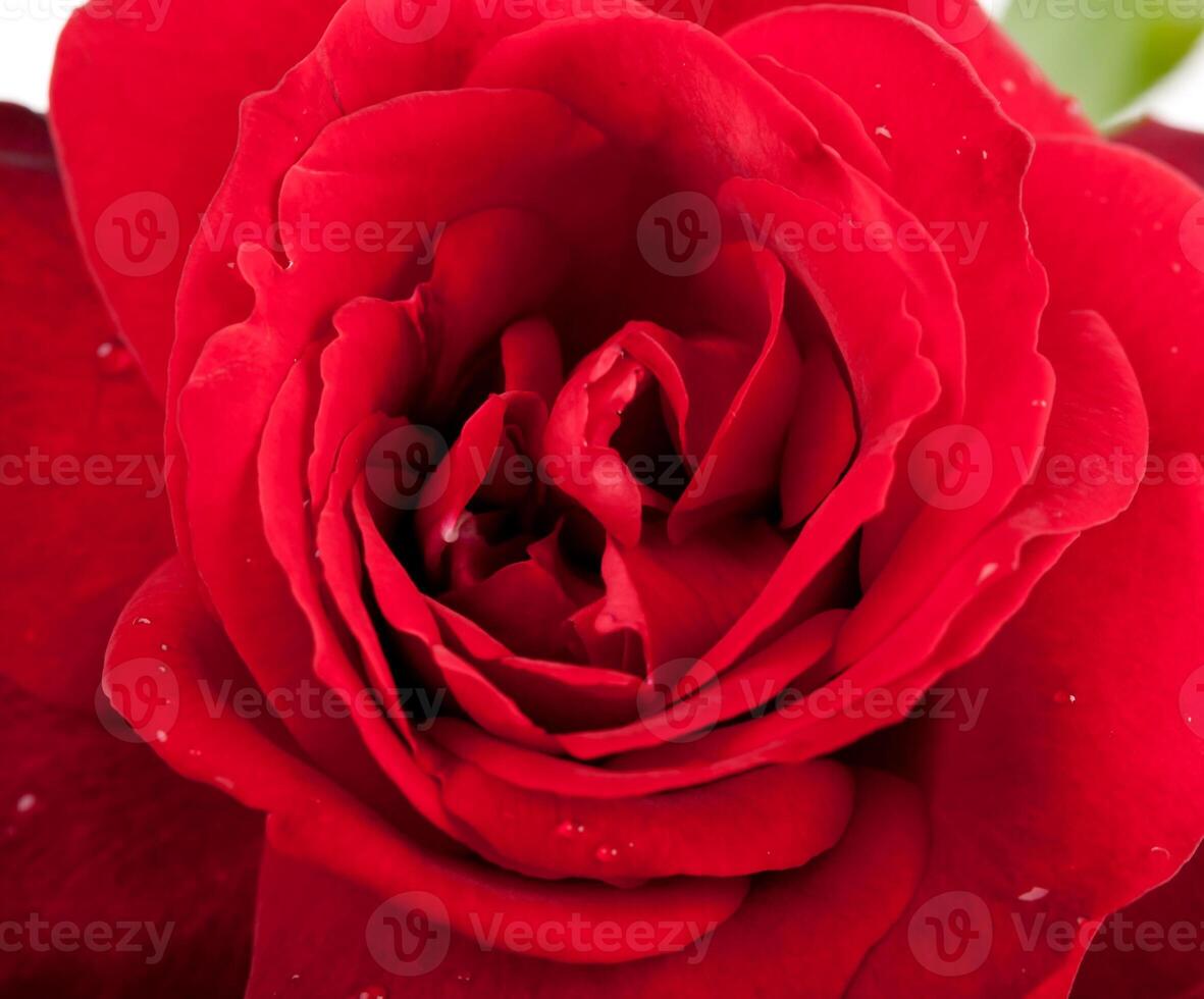 Macro of red rose photo