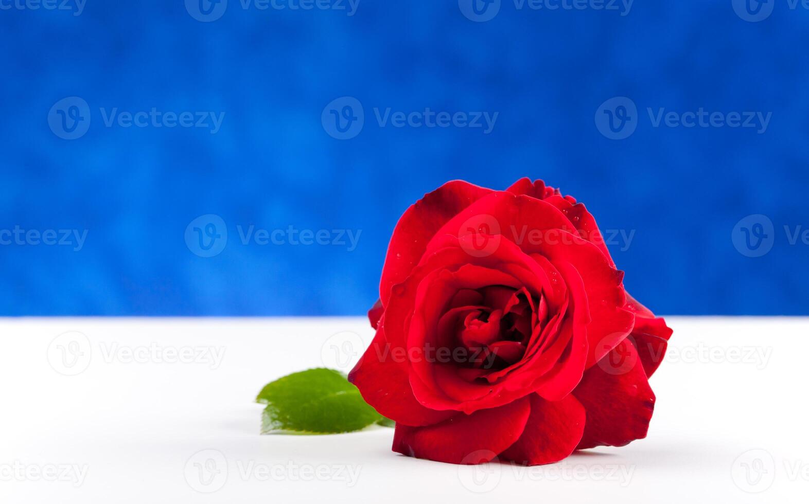 One red rose on white table photo