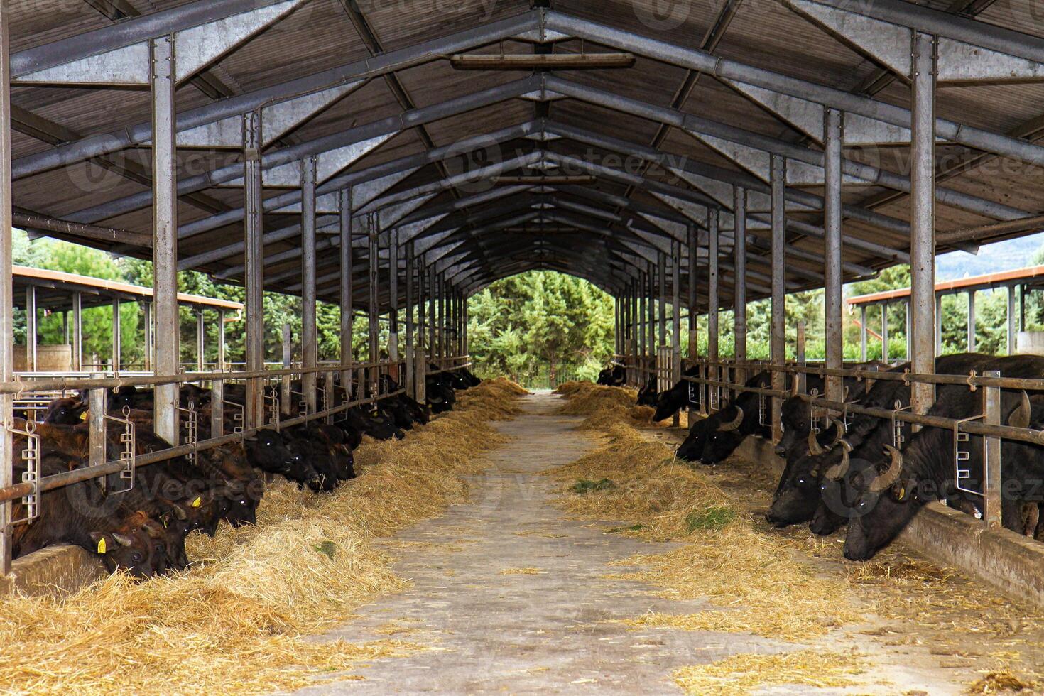 Breeding of Bufale Campane in southern Italy used for the production of milk for mozzarella. photo