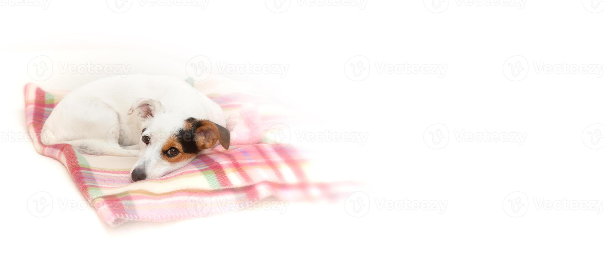 Sweet Jack Russell on white photo