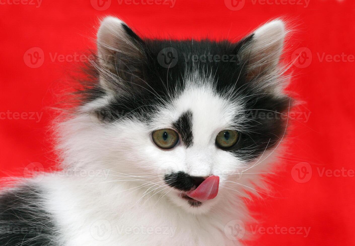 Puppy cat on red background photo