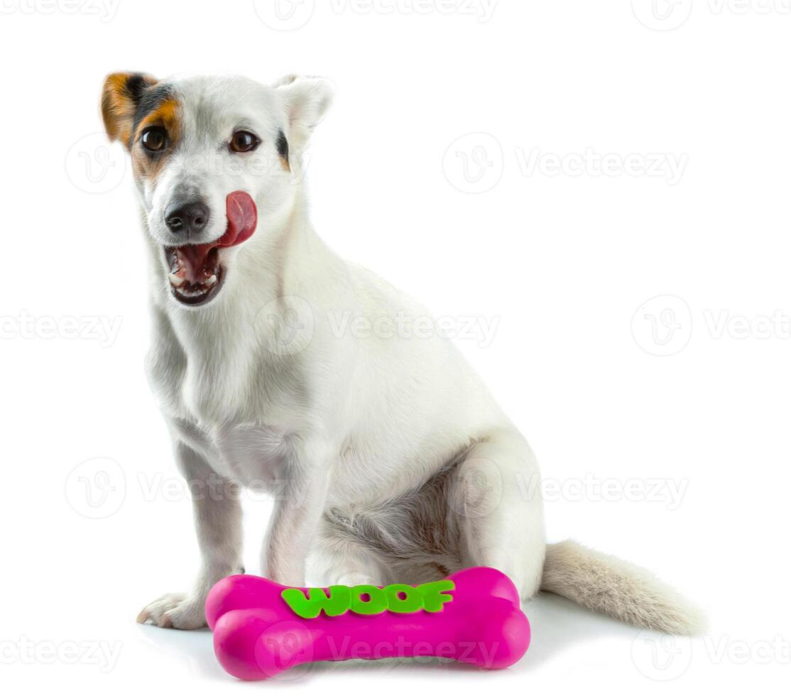 Jack Russell with a rubber bone photo
