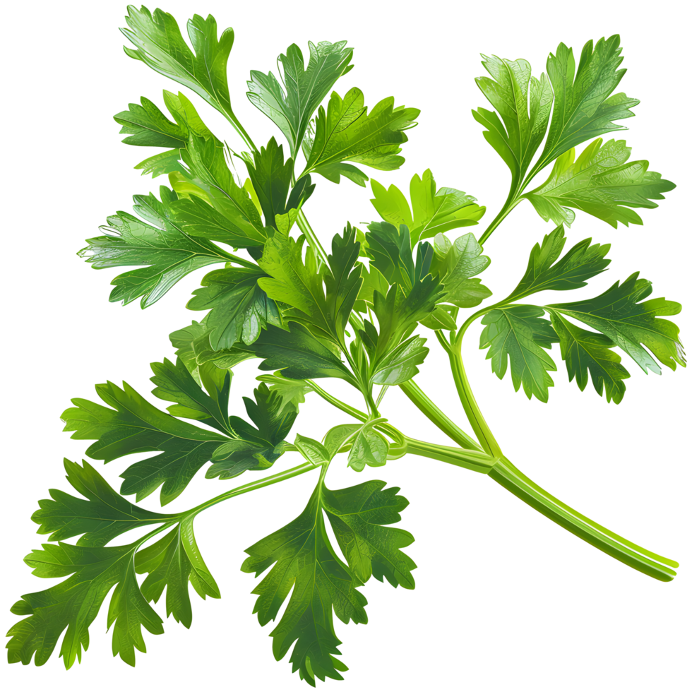 Green Parsley leave png