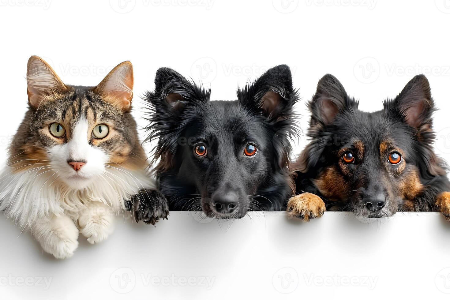 Adorable Cat and Dogs with Curious Expressions Against White Background photo