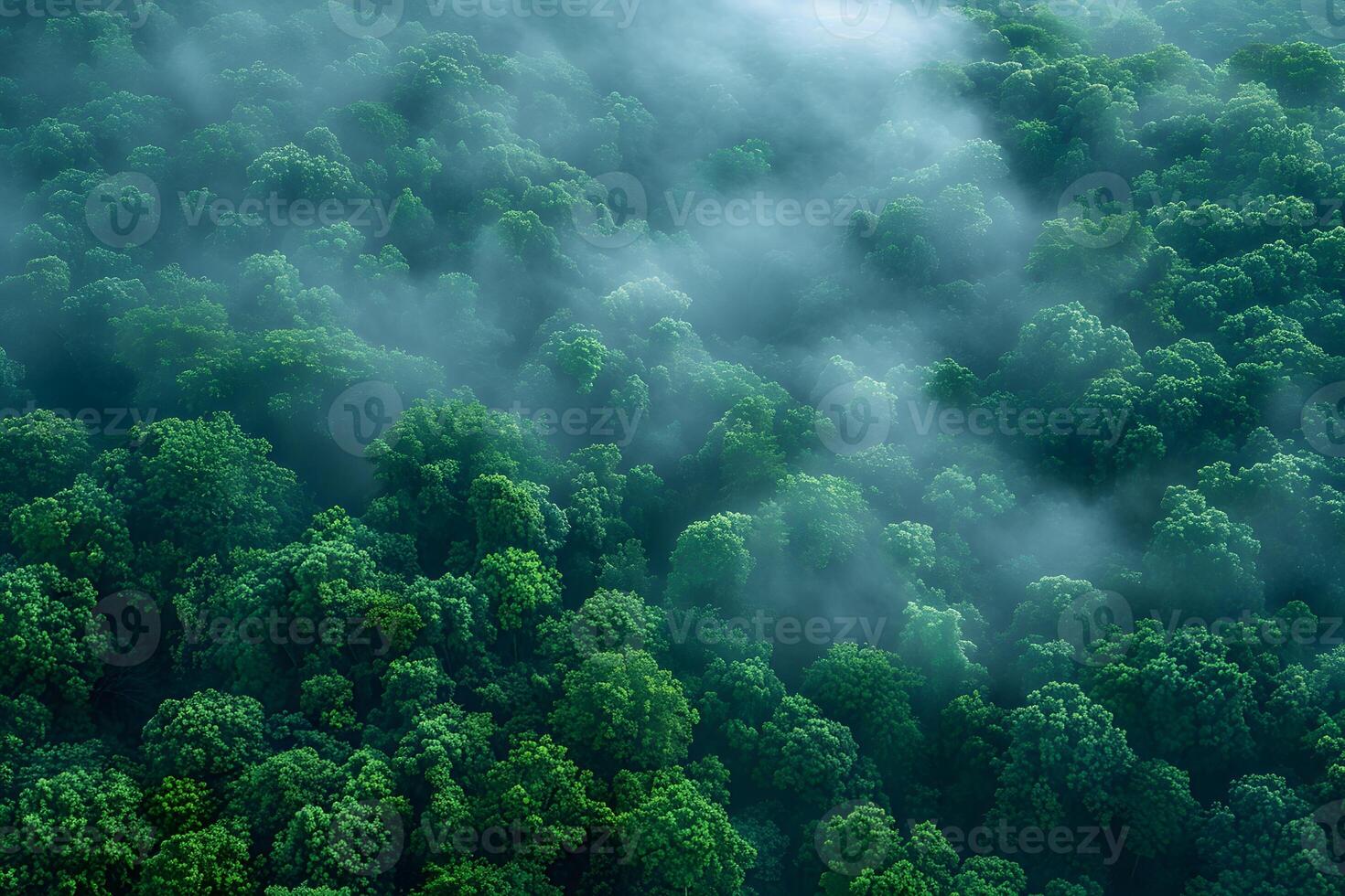 Lush Green Forest with Misty Ambiance for Nature and Relaxation Themes photo