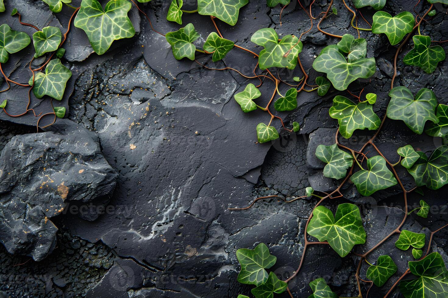 Lush Ivy on Dark Stone Surface - Nature Texture for Background and Design photo