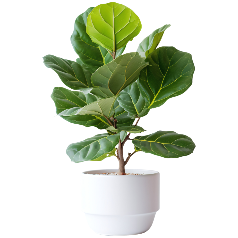 Fiddle leaf fig in white pot png