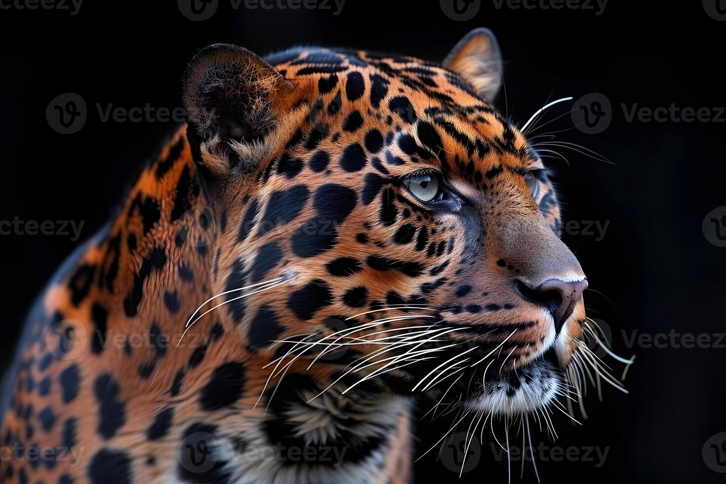 Majestic Leopard Portrait Against Dark Background for Wildlife and Nature Art photo