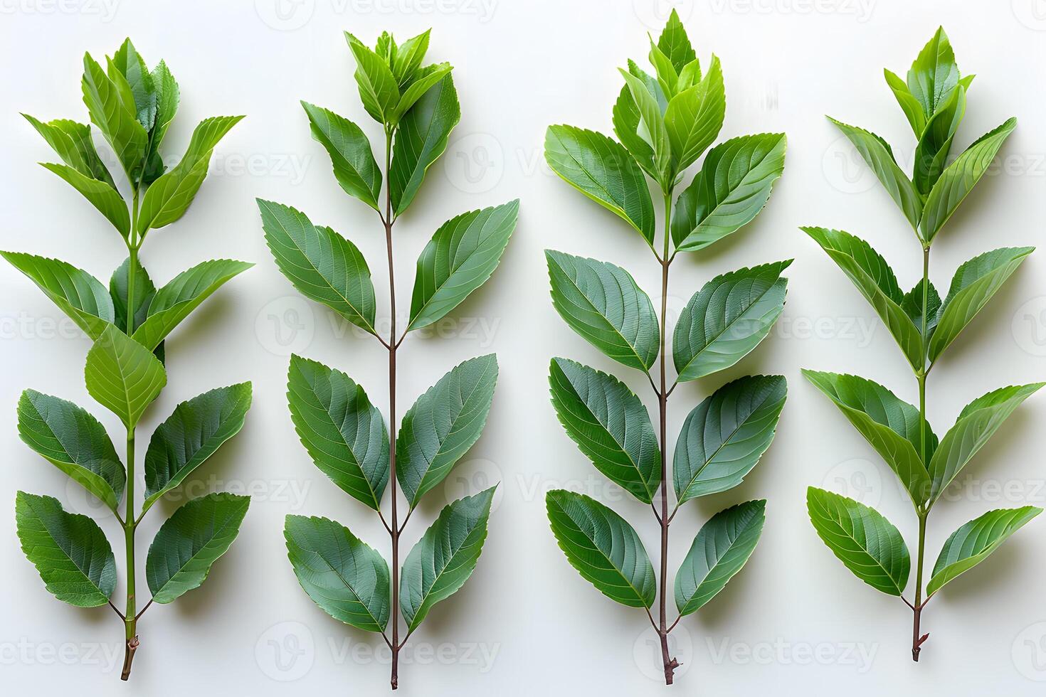 Collection of Varied Green Leaves on White Background for Botanical Study and Design photo
