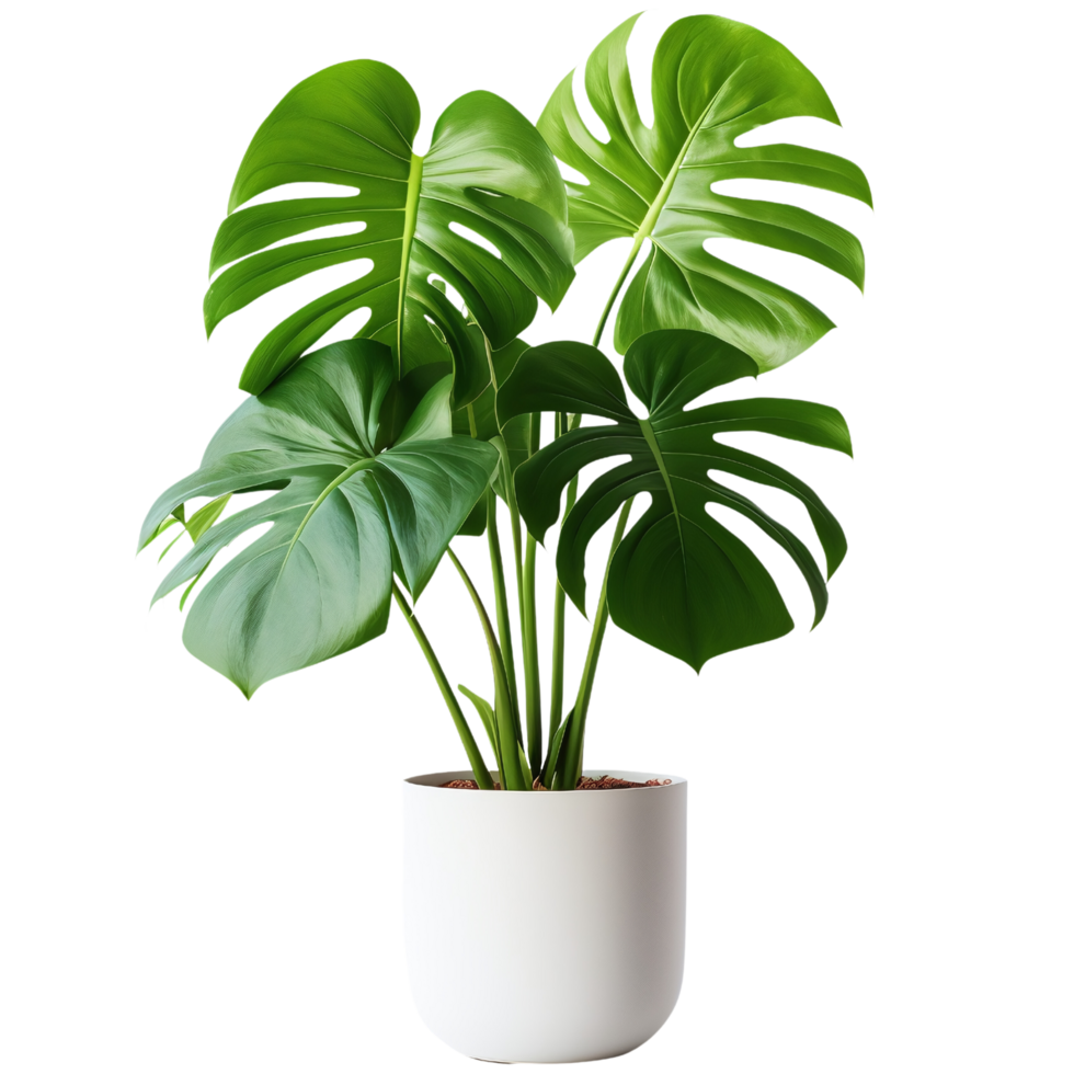 Monstera tree in a white pot png