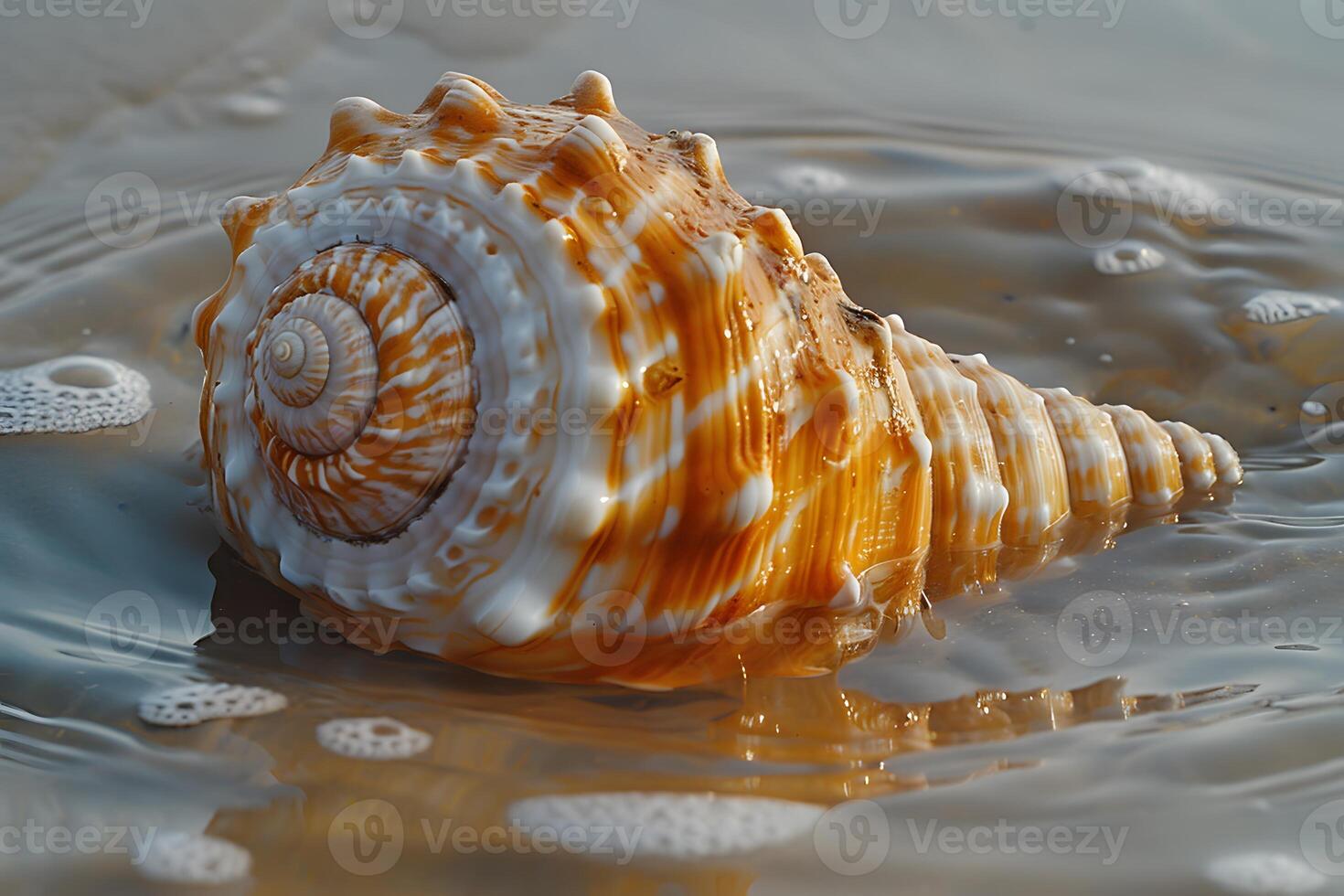 Seashell by the Shore Natural Beauty and Texture for Coastal Decor or Design photo