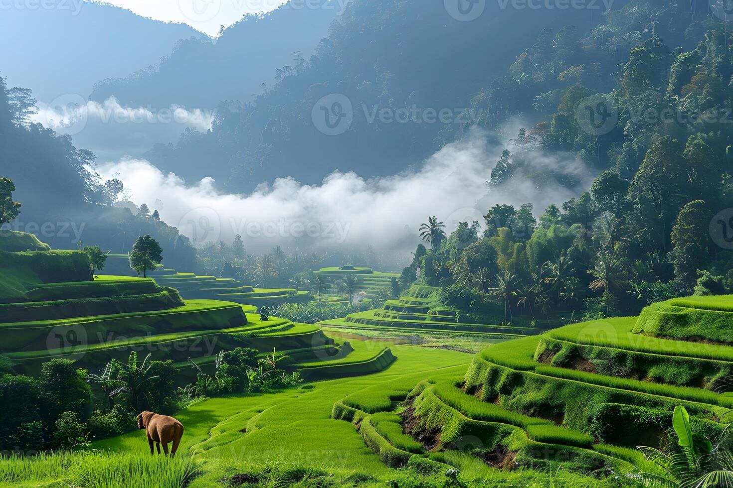 Lush Green Terraced Rice Fields in Misty Mountain Landscape photo
