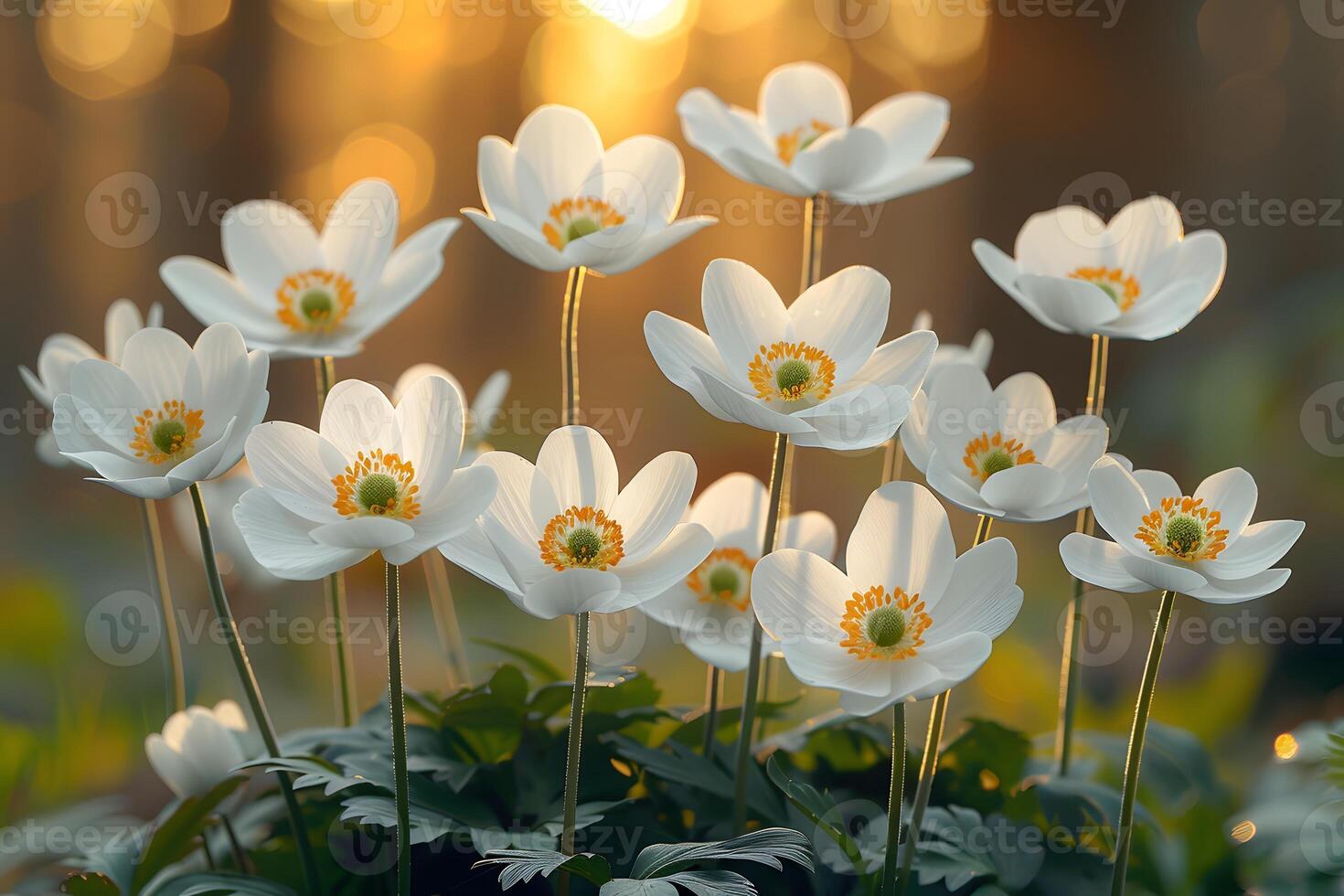 Springtime Bloom Elegant White Spring Flowers with Sunset Glow for Nature Design photo
