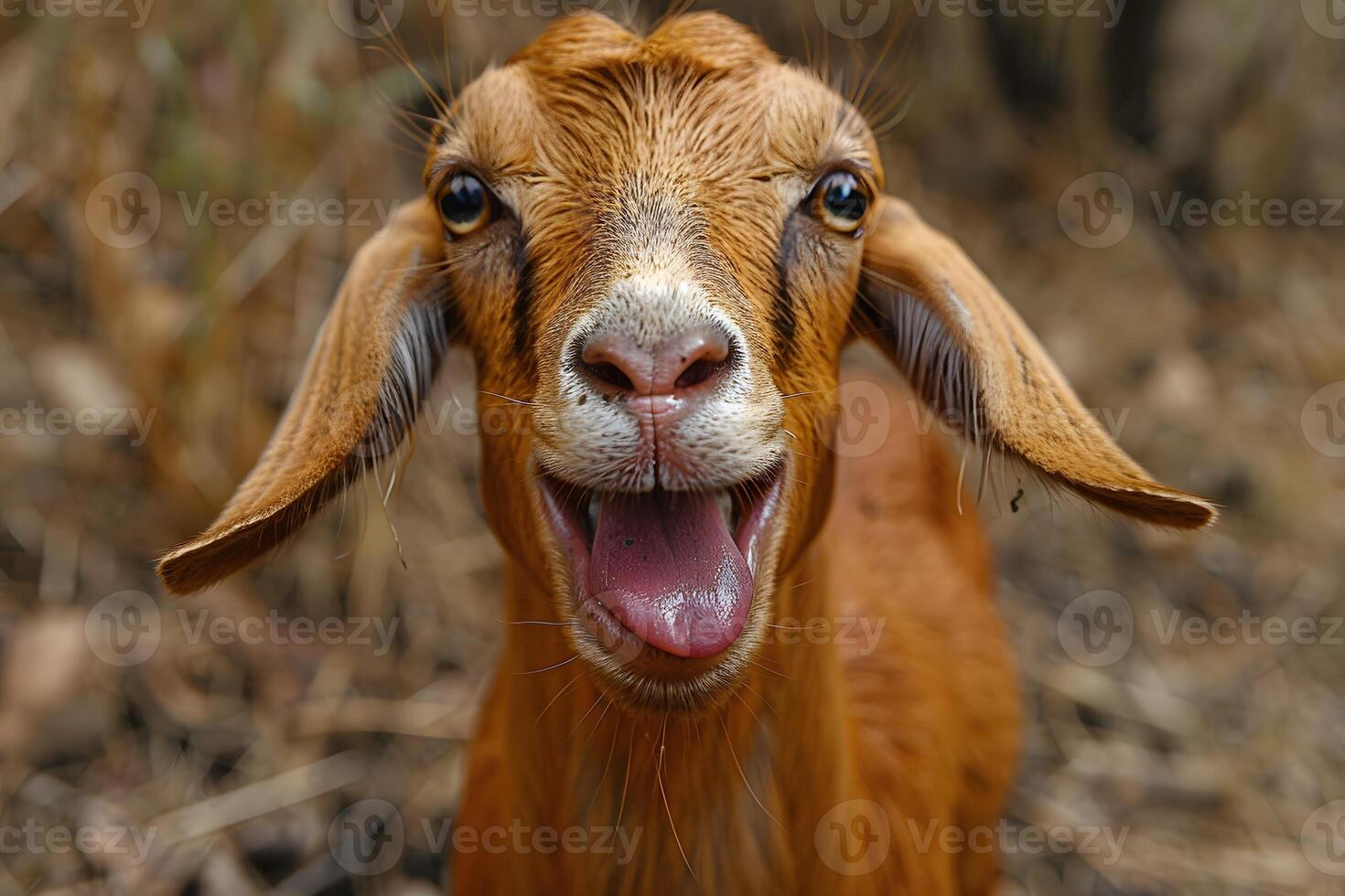 Playful Goat with Expressive Eyes in Rustic Farm Setting photo