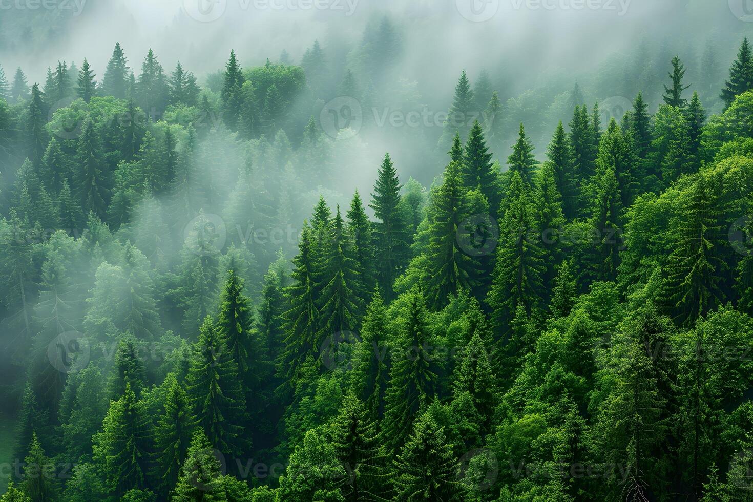 Serene Misty Forest Landscape with Lush Green Pine Trees in Tranquil Morning Light photo