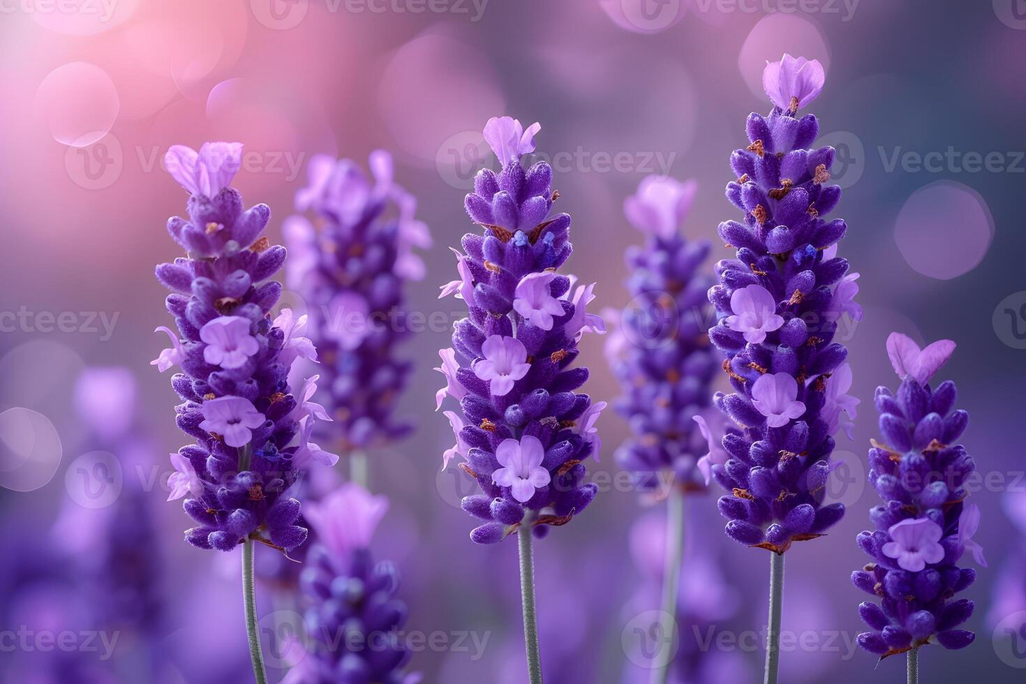 Lavender Blooms in Soft Focus with Dreamy Pastel Bokeh Background photo
